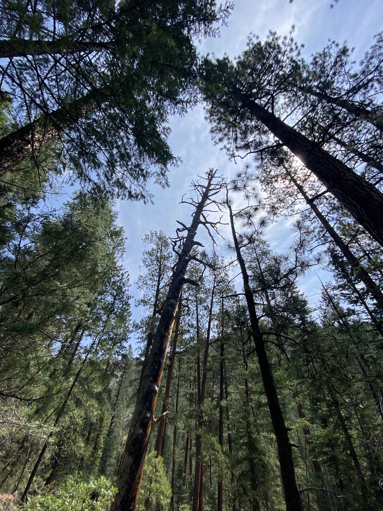 Ponderosa Forest, NM